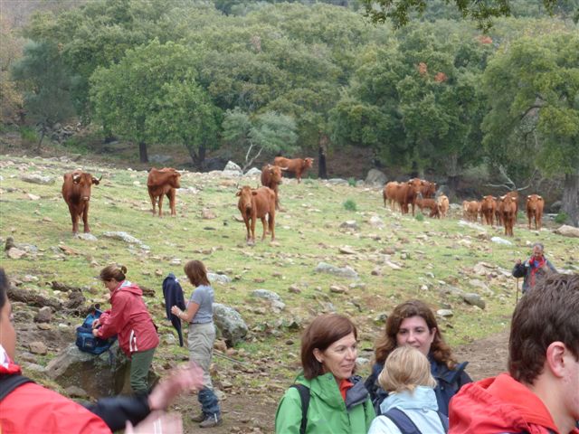 Cuidado vacas hambrientas.JPG