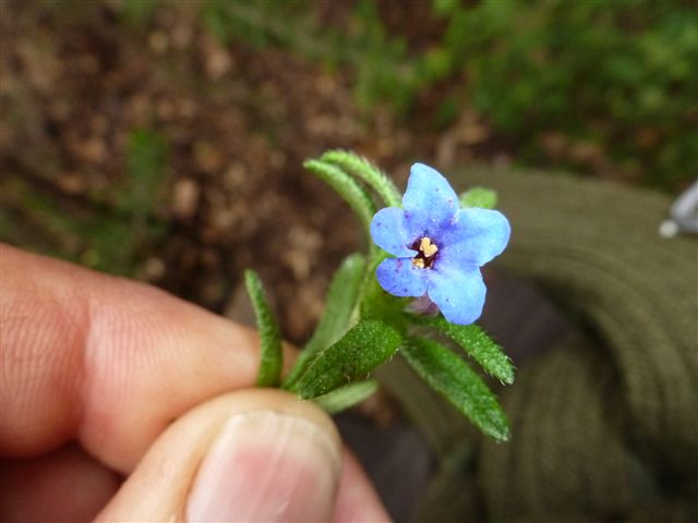 Hierba medicinal  7 sangrías_2.JPG