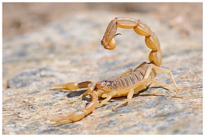 escorpion.jpg