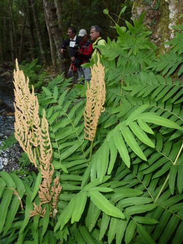 P1160536_ más cerca_ Helecho Real - Osmunda regalis.JPG