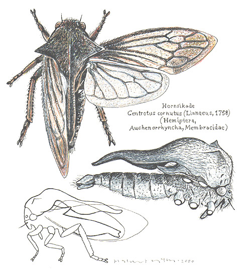 Membracidae_Centrotus cornutus-Cicadas3.jpg