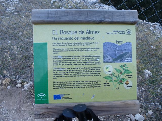 P1020167-El bosque de Almeces.JPG