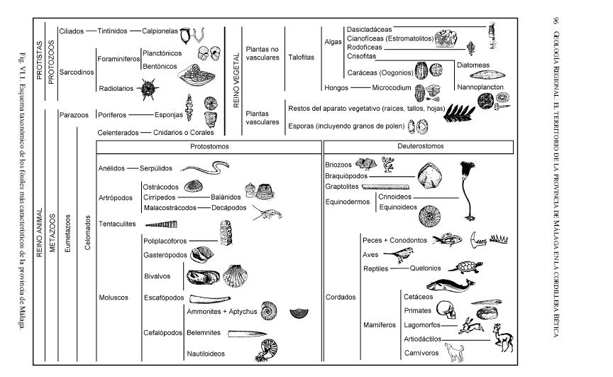 Fósiles Cord Béticas Málaga.JPG