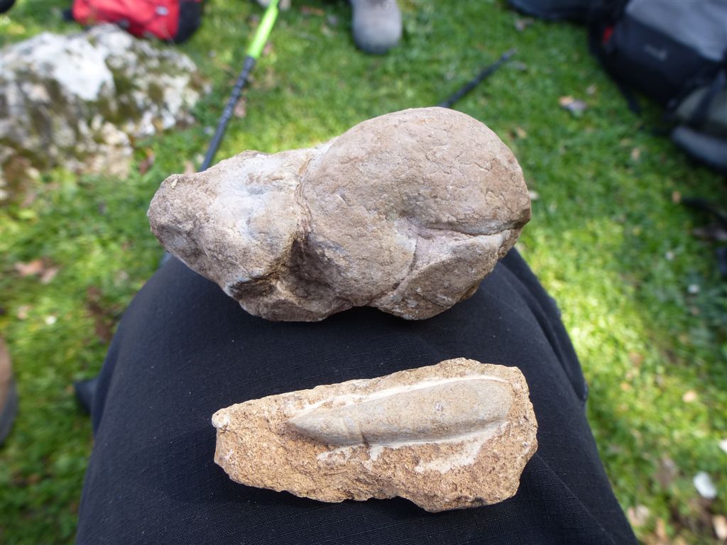 6-Ammnonite y Belemnites en el  Llano de los Fósiles.JPG