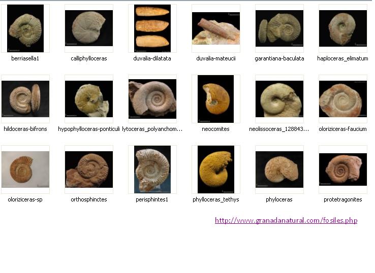 8- Algunos  Ammonites de las Béticas muy próximos a  anteriores -Fotos de GRANADA NATURAL.JPG